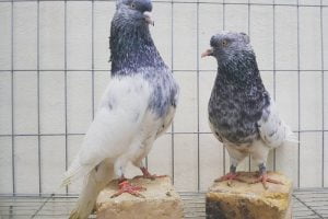 Shirazi-Tumbler-persian-fancy