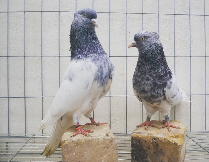 Shirazi-Tumbler-persian-fancy