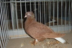 tumbler pigeons - lithuanian tumbler