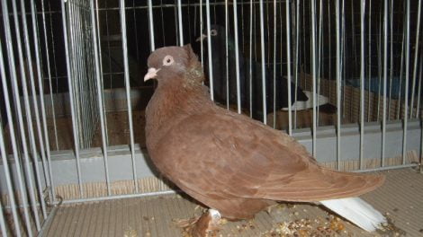 tumbler pigeons - lithuanian tumbler