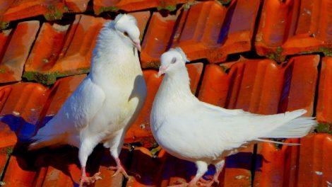 bulgarian pigeons - cirpan roller