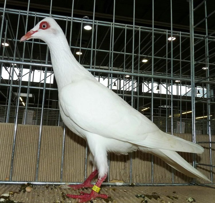 tauben - ponish