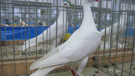 white pigeons