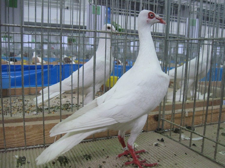 white pigeons