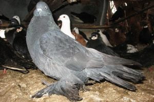 romanian pigeons - giant hen pigoens