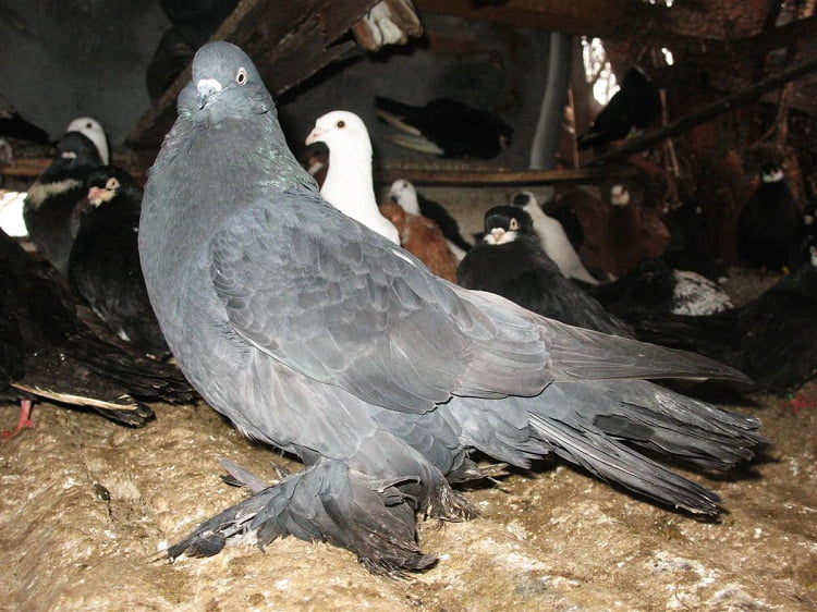 romanian pigeons - giant hen pigoens