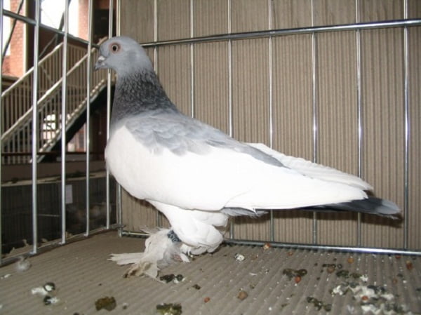 lotne - tumbler pigeons - high flyers