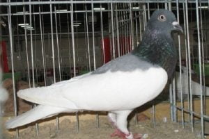 polish pigeons