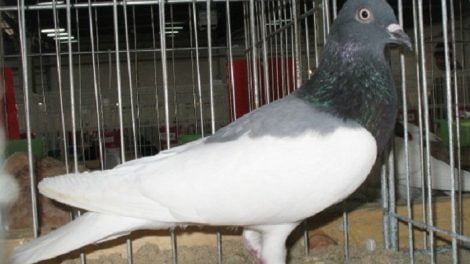polish pigeons