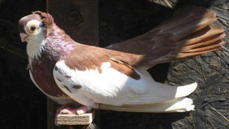 bulgarian pigeons