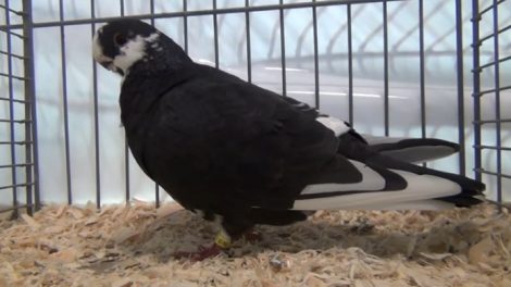 owl pigeons - videos