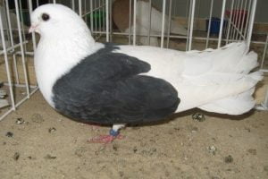 tumbler pigeons - polish - bilostok