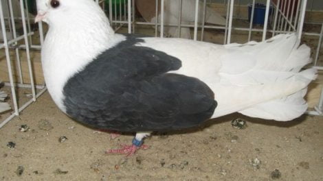 tumbler pigeons - polish - bilostok