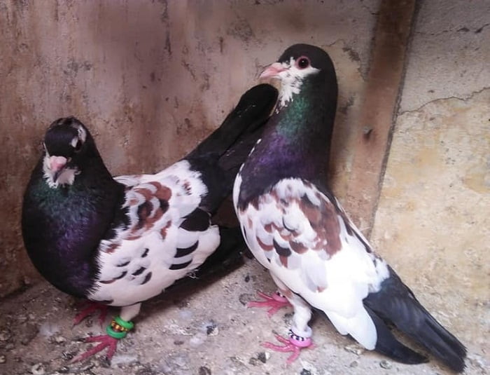 Khal indian flying pigeon breeds | Pigeontype