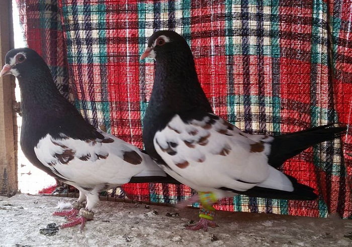 indian pigeons