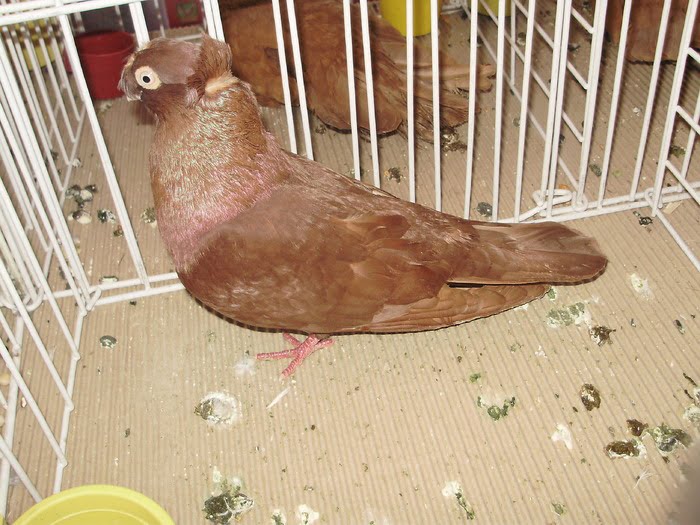 romanian pigeons - tumbler
