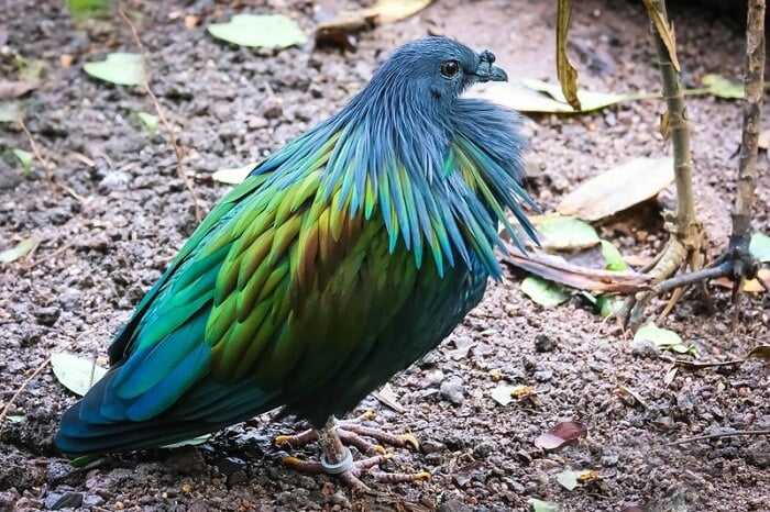 exotic pigeons