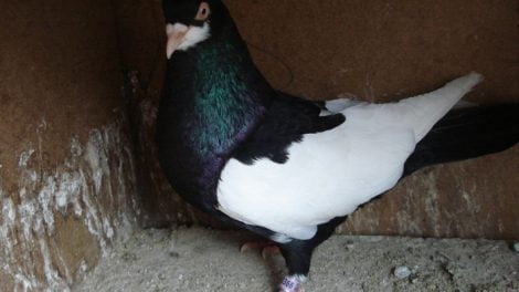 romanian pigeons