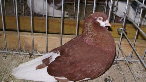 roller breeds