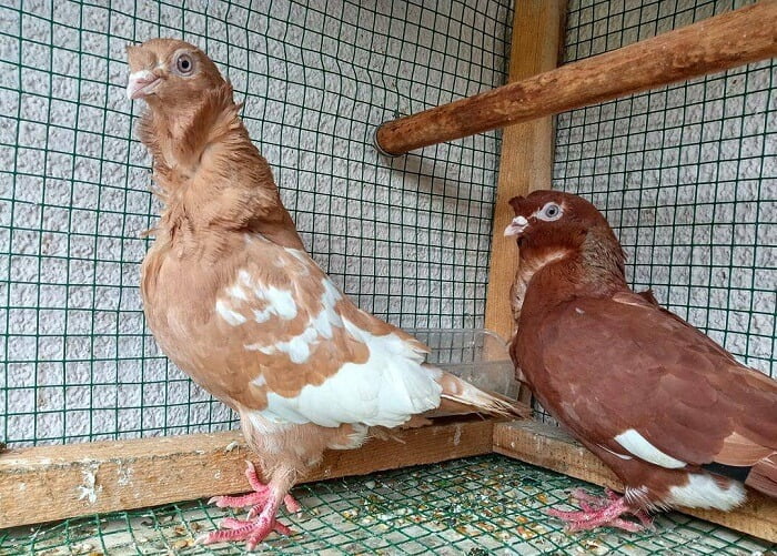 turkish çiçe