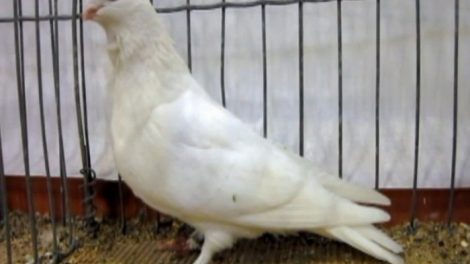 slovenian pigeons