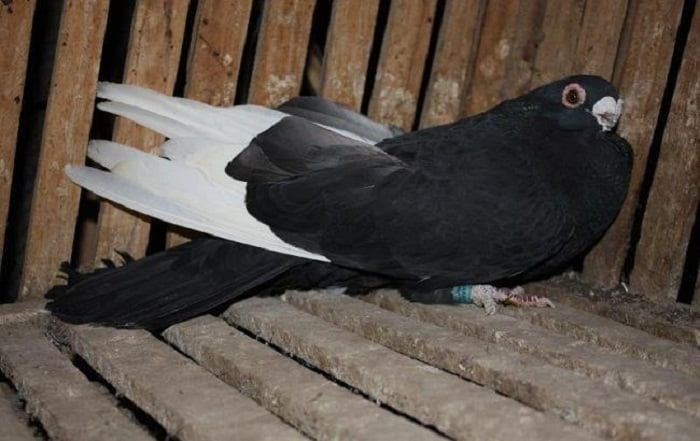 egyptian swift pigeons