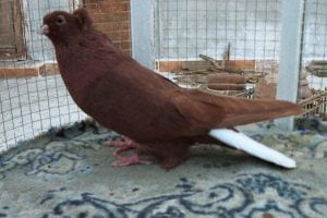 pigeons breeds - syrian - halabi