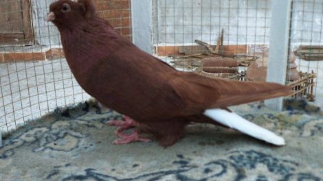 pigeons breeds - syrian - halabi