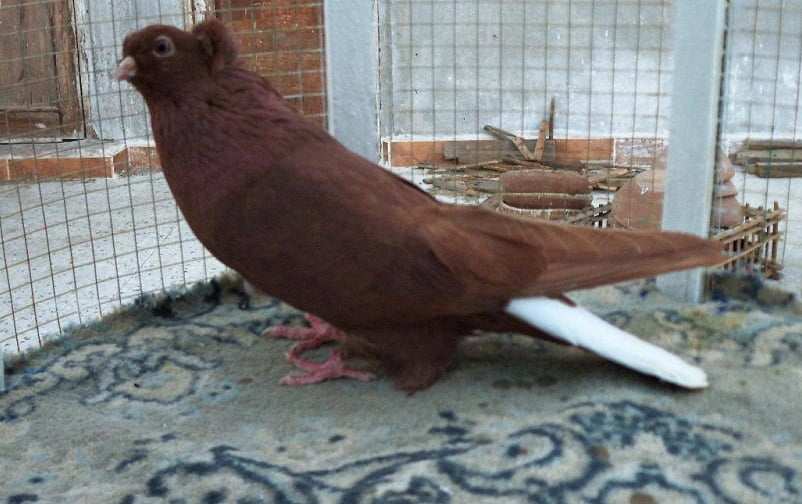 pigeons breeds - syrian - halabi