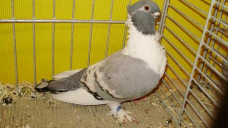 owl - pigeons - vizör