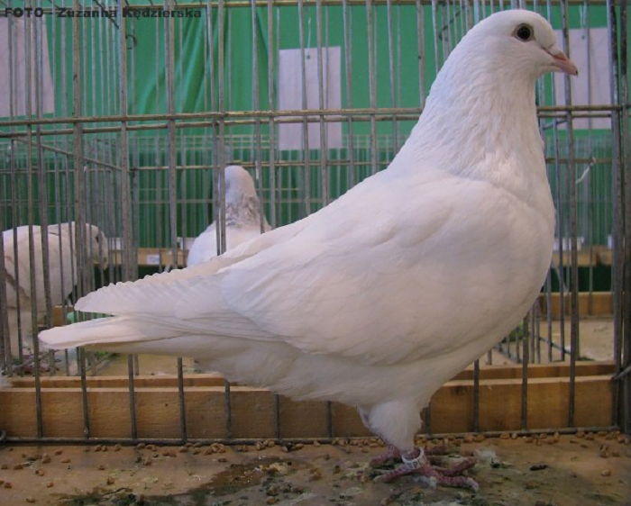 white - polish - meat - pigeons