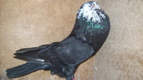 golebi - polish - cropper