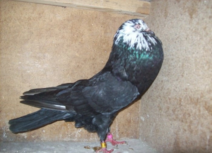 golebi - polish - cropper
