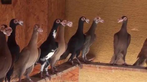 pigeon videos