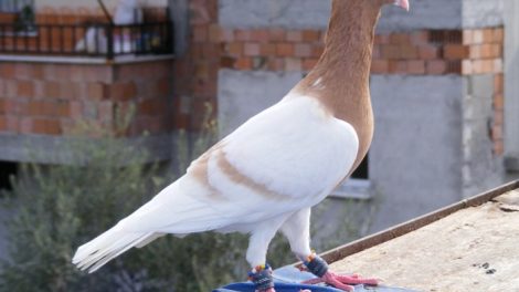 breeds - dewlap - form pigeons