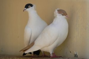 Moscow Monk - russian pigeons