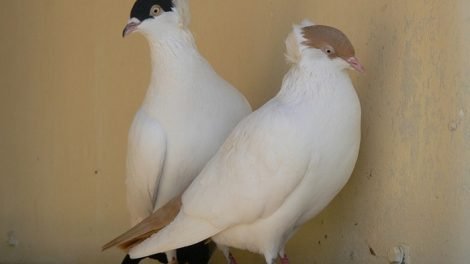Moscow Monk - russian pigeons