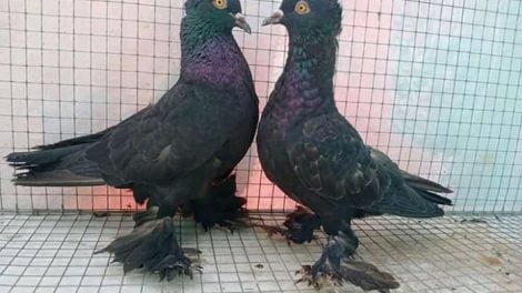 australian pigeons