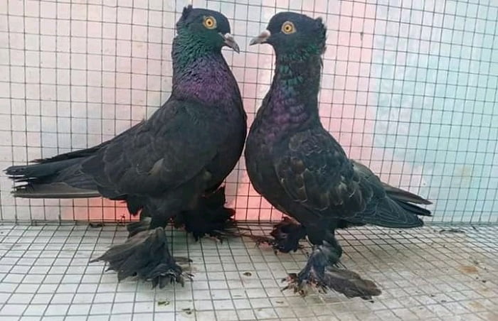 australian pigeons