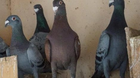 spanish homer pigeons - mallorca