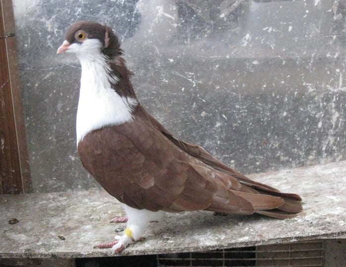 ufa pigeons - russian