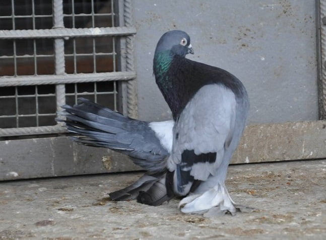 russian - pigeons - beautiful