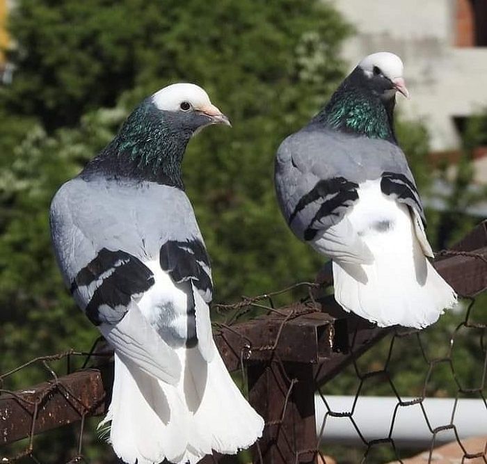 turkish pigeons - dunek