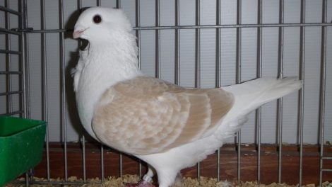 pigeon videos