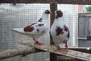 usa - meat pigeons - american - farming