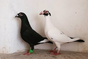 bagdad - wattle pigeons