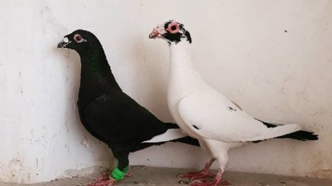 bagdad - wattle pigeons