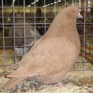 mondaine american - meat pigeons - big pigeons