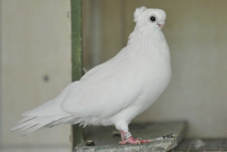 Orlov White tumbler - Thurman White Orlovsky