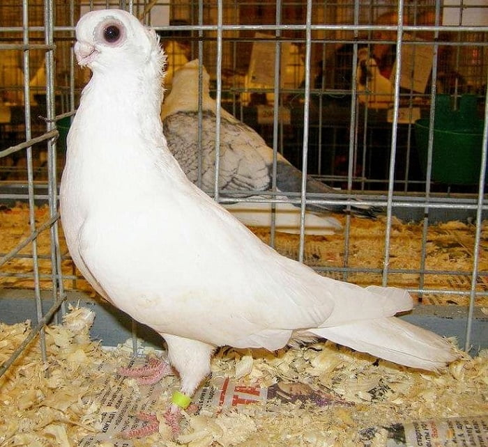 Russian Thurman Orlovsky Pigeon